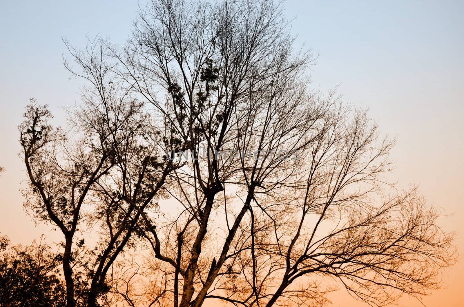 Tree silhouette with sunset sky background