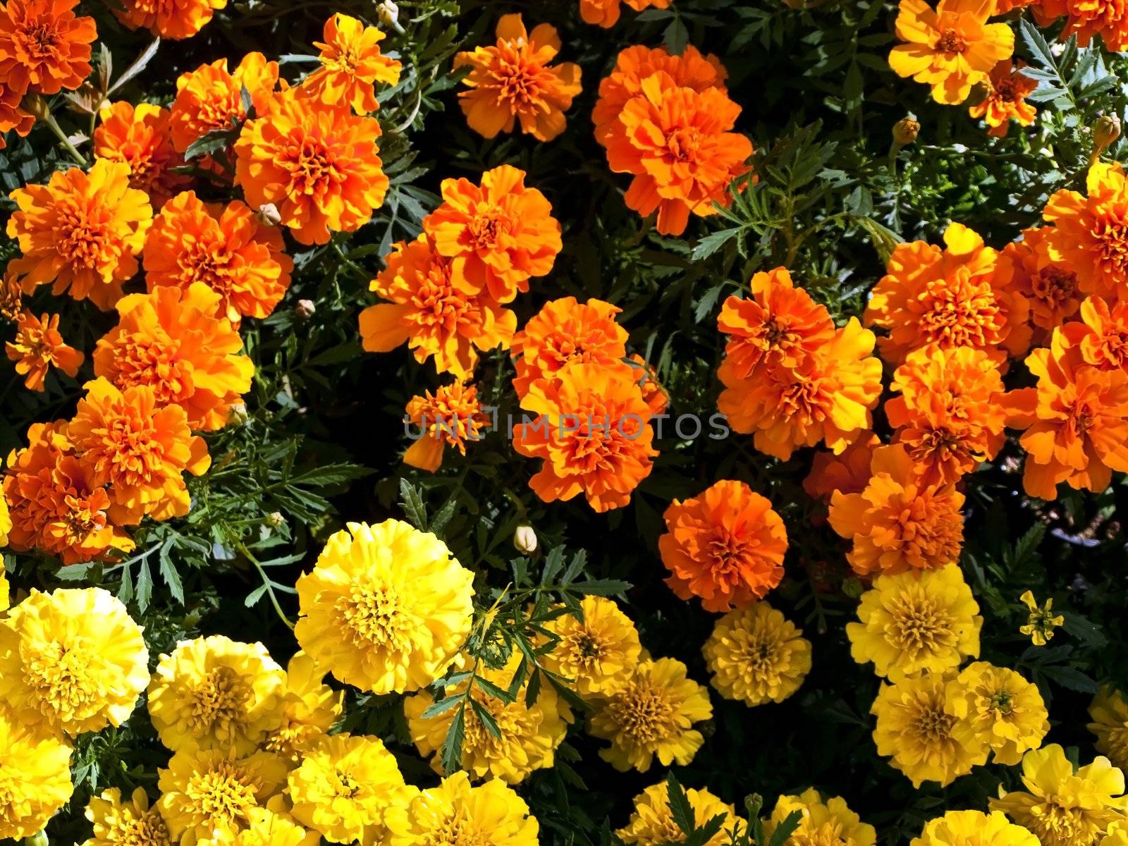 orange and yellow tagetes in home garden