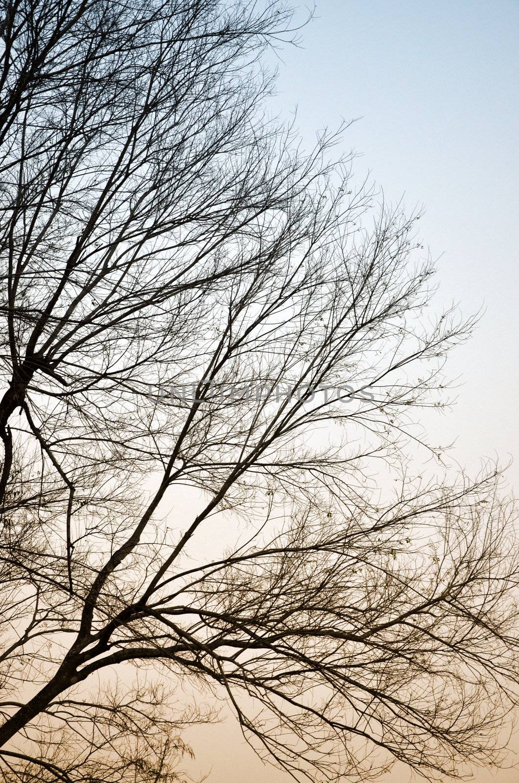 Tree silhouette with sunset sky background