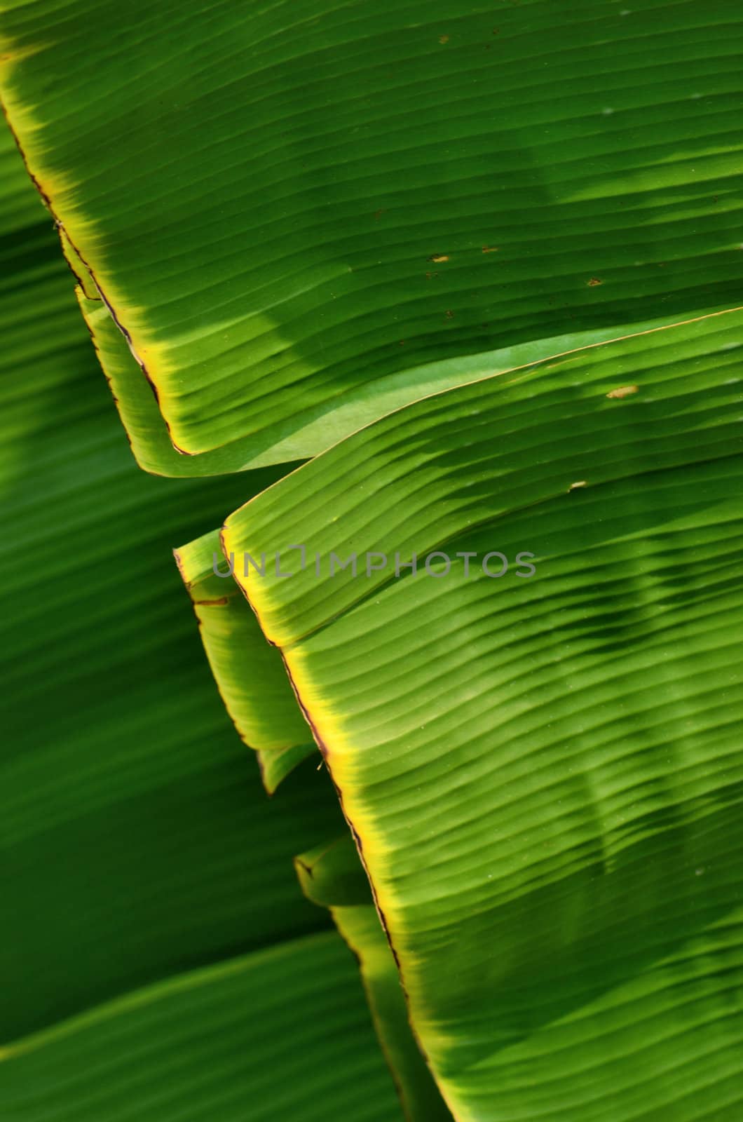 Banana leaf with light in farm