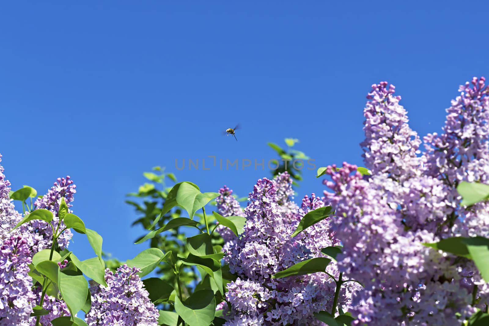 Branches with flowers of pink  lilac by Plus69