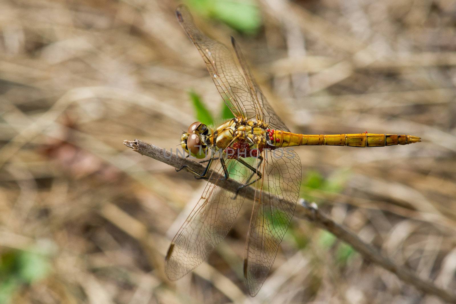 Dragonfly at Lake Pavlovka