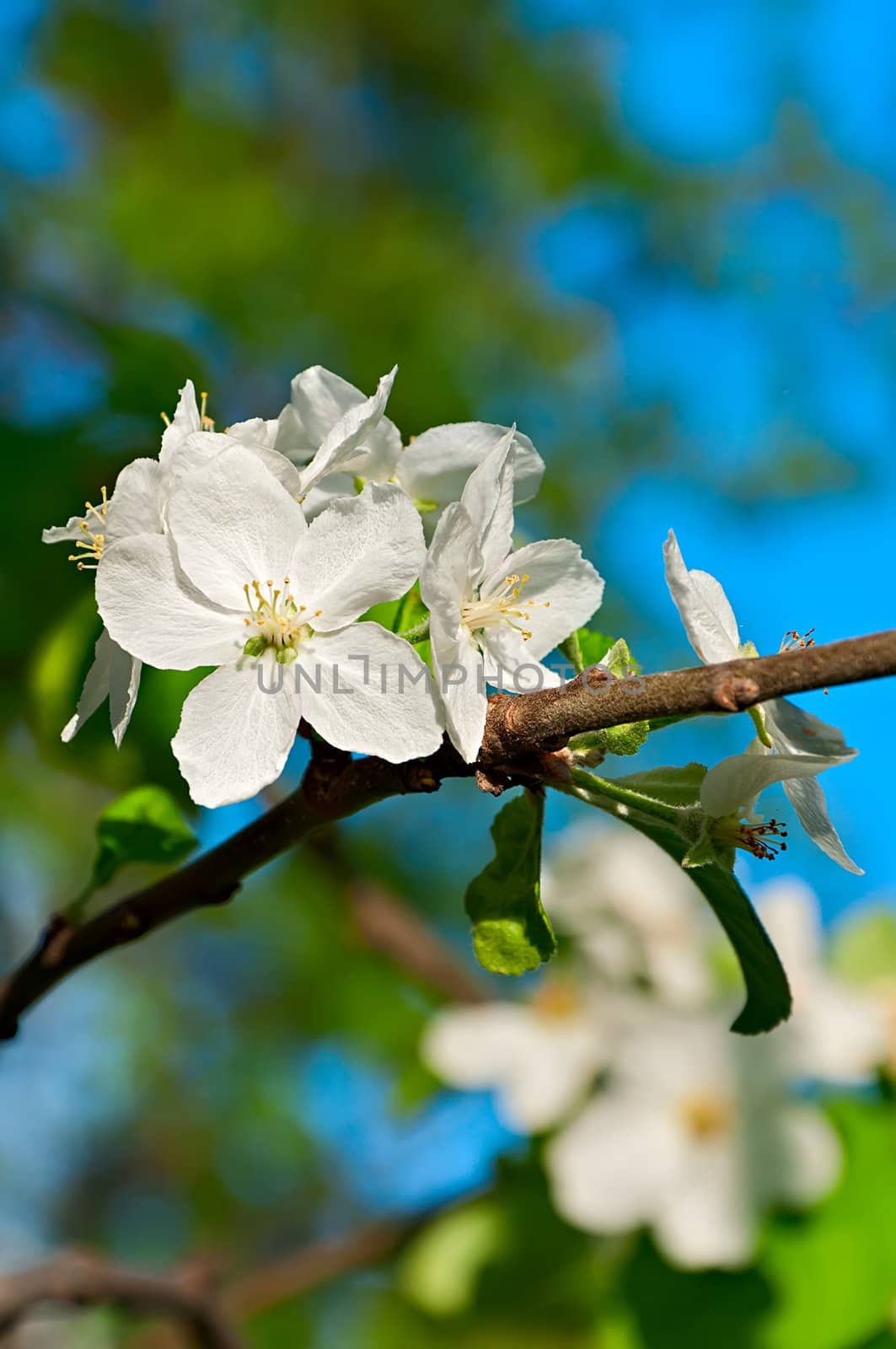 Spring apple tree blossom flower