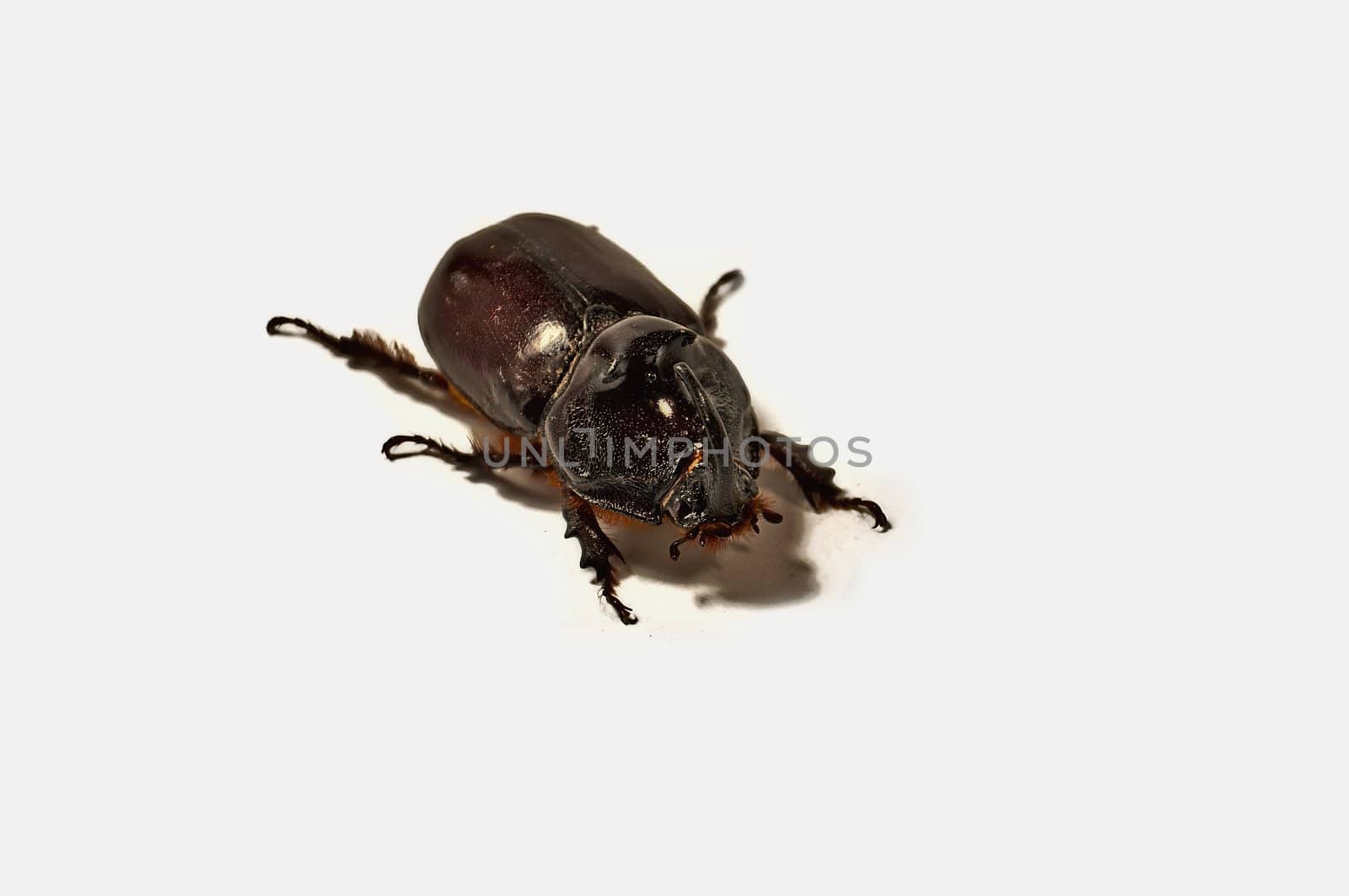 Rhinoceros beetle, isolated on a white background, close-up