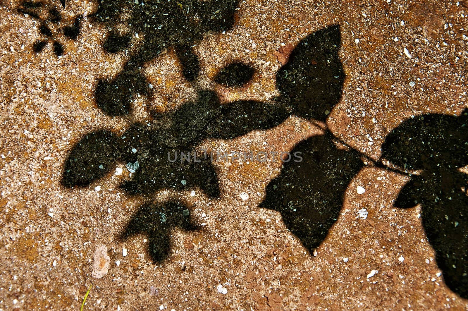 Background - Old concrete wall covered by a moss with a shadow from leaves in a sunny day.