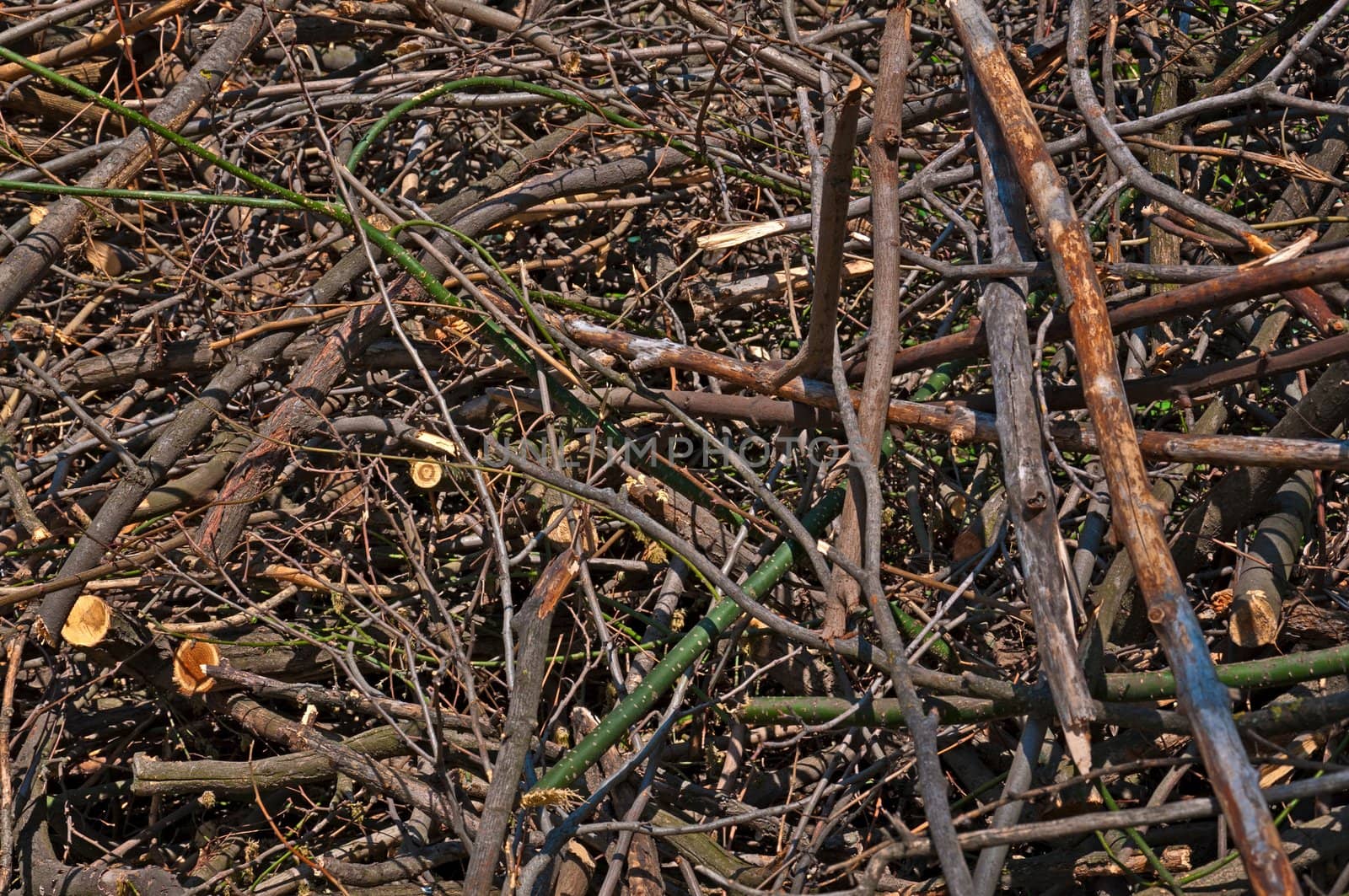 Background - the broken and cut branches of different breeds of a tree.