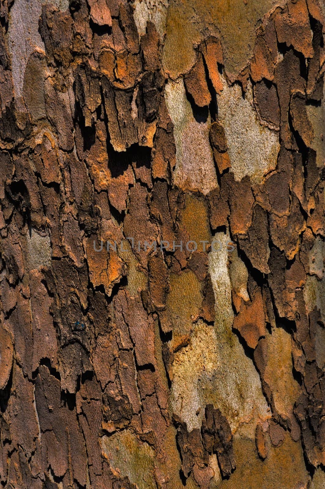 Background - sycamore bark