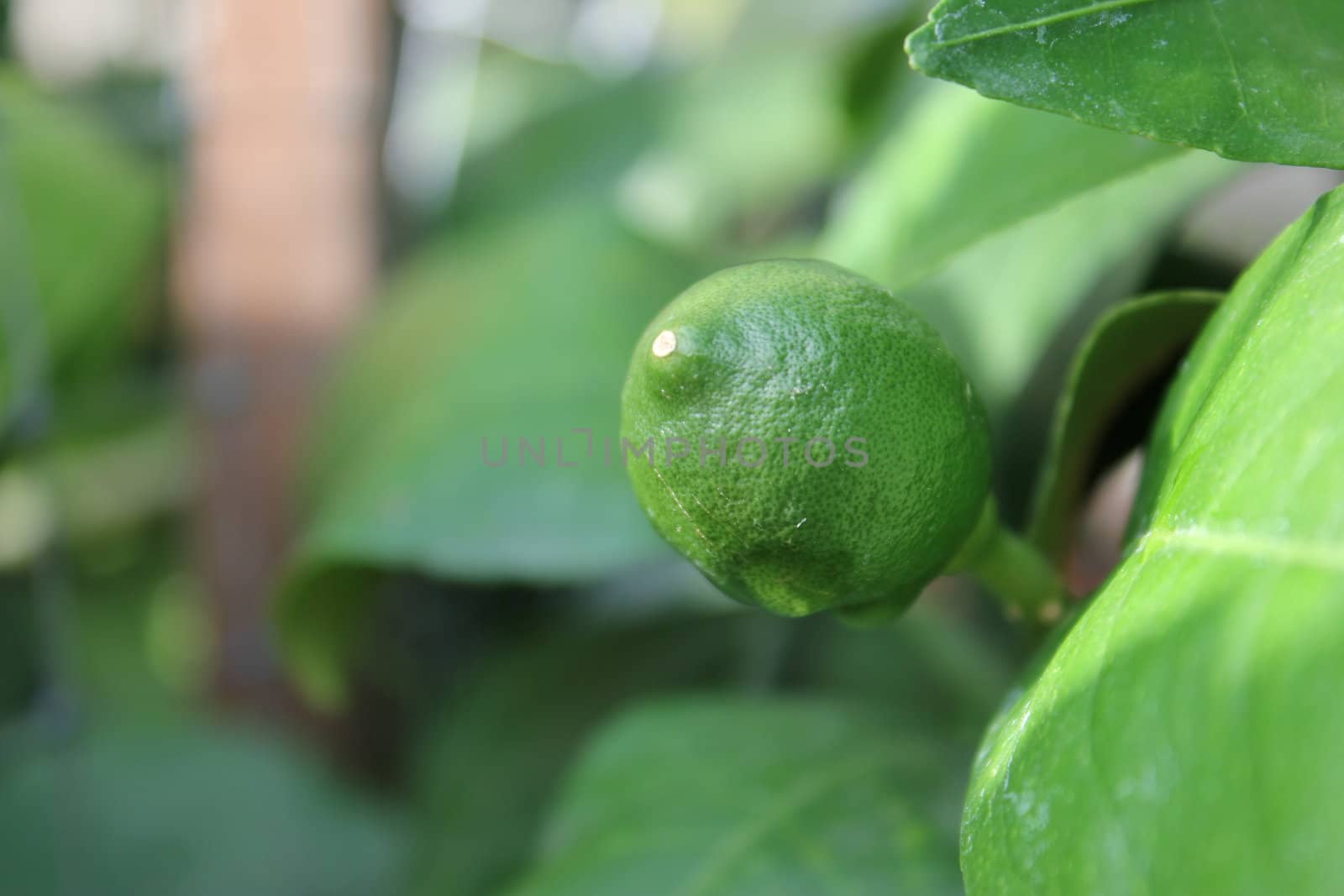 Green Lemon growing on citrus tree.