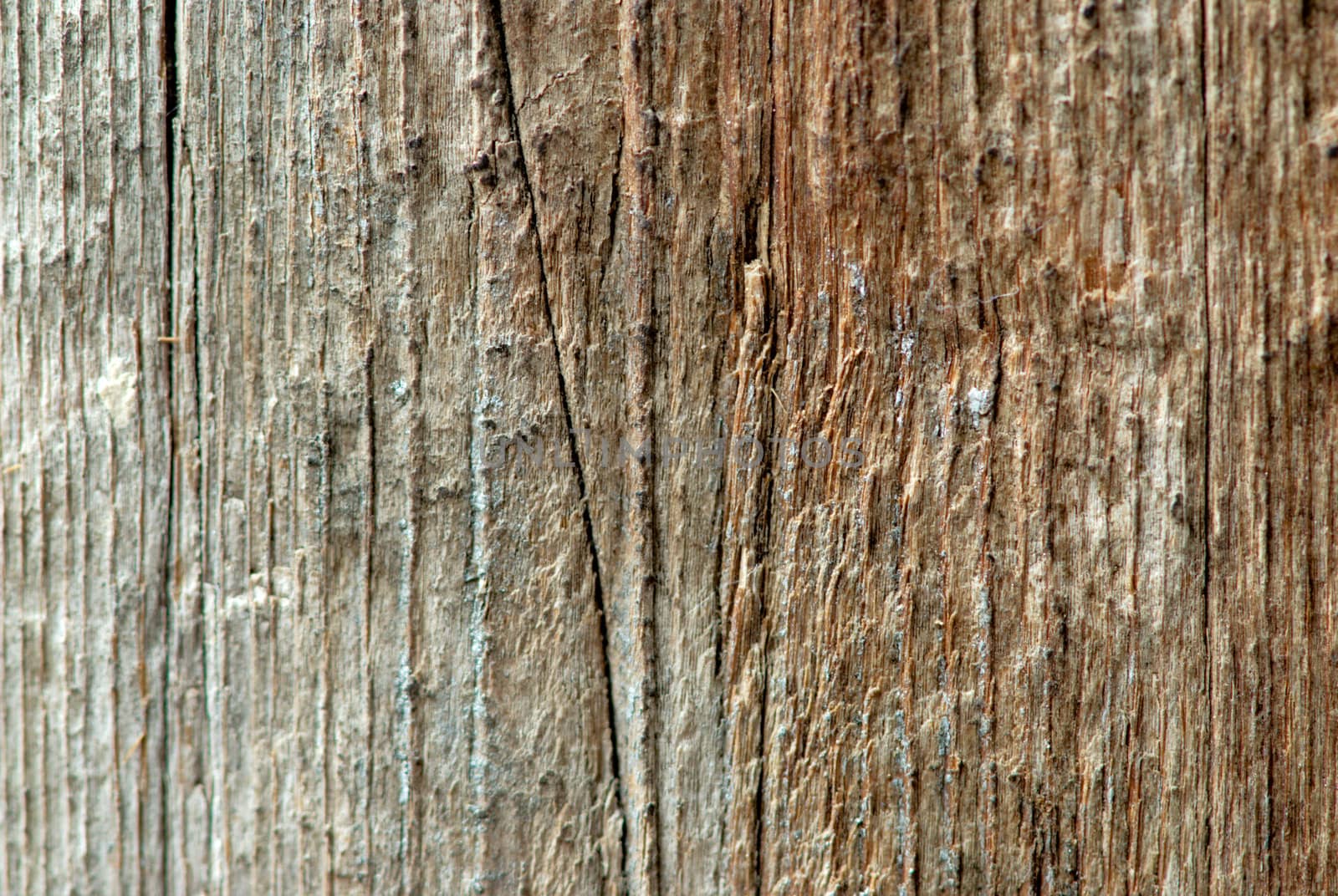 Close up of textures on bark by connelld