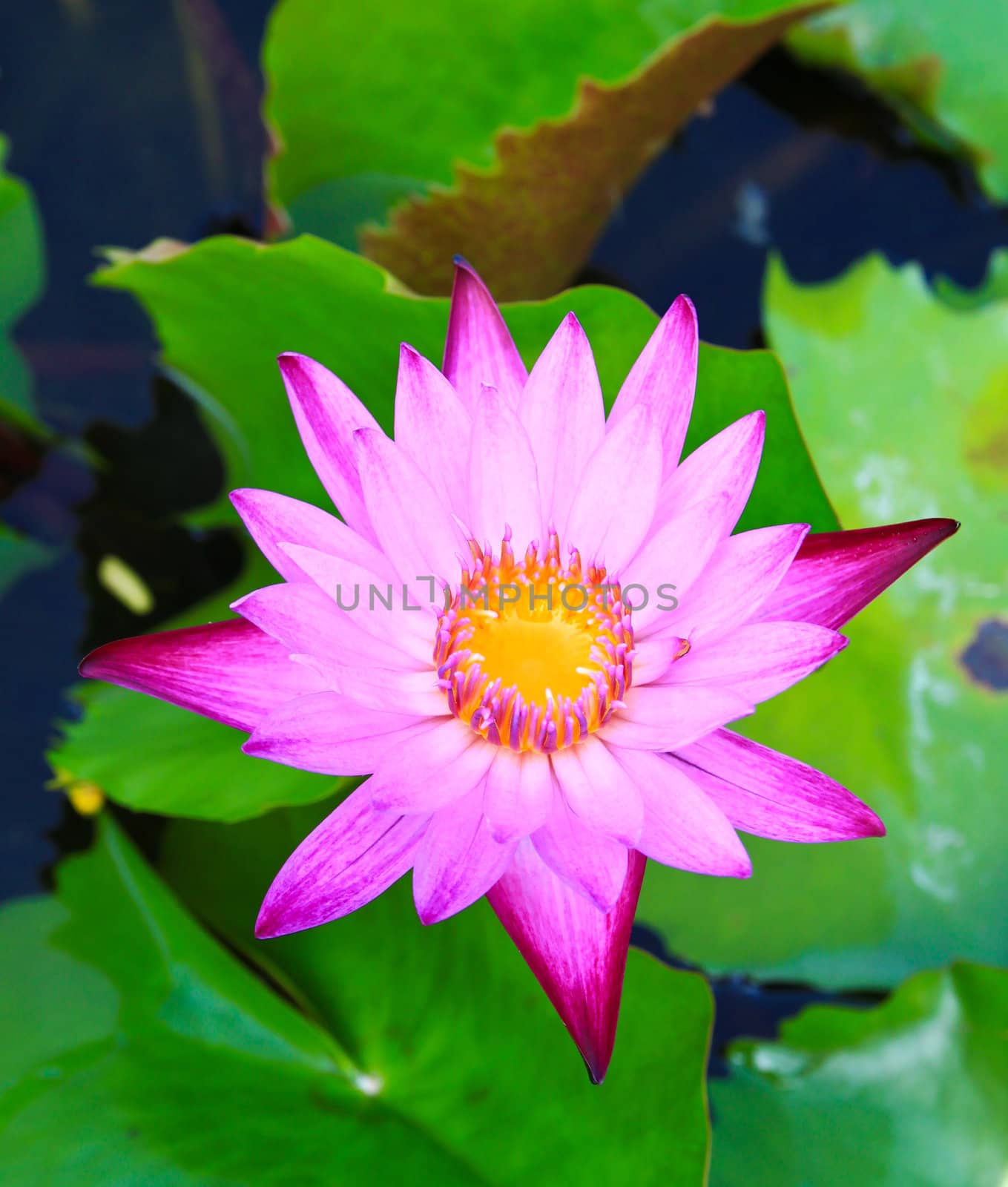 Beautiful blossom lotus flower in pond