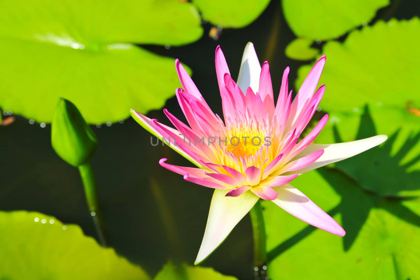 Beautiful blossom lotus flower in pond