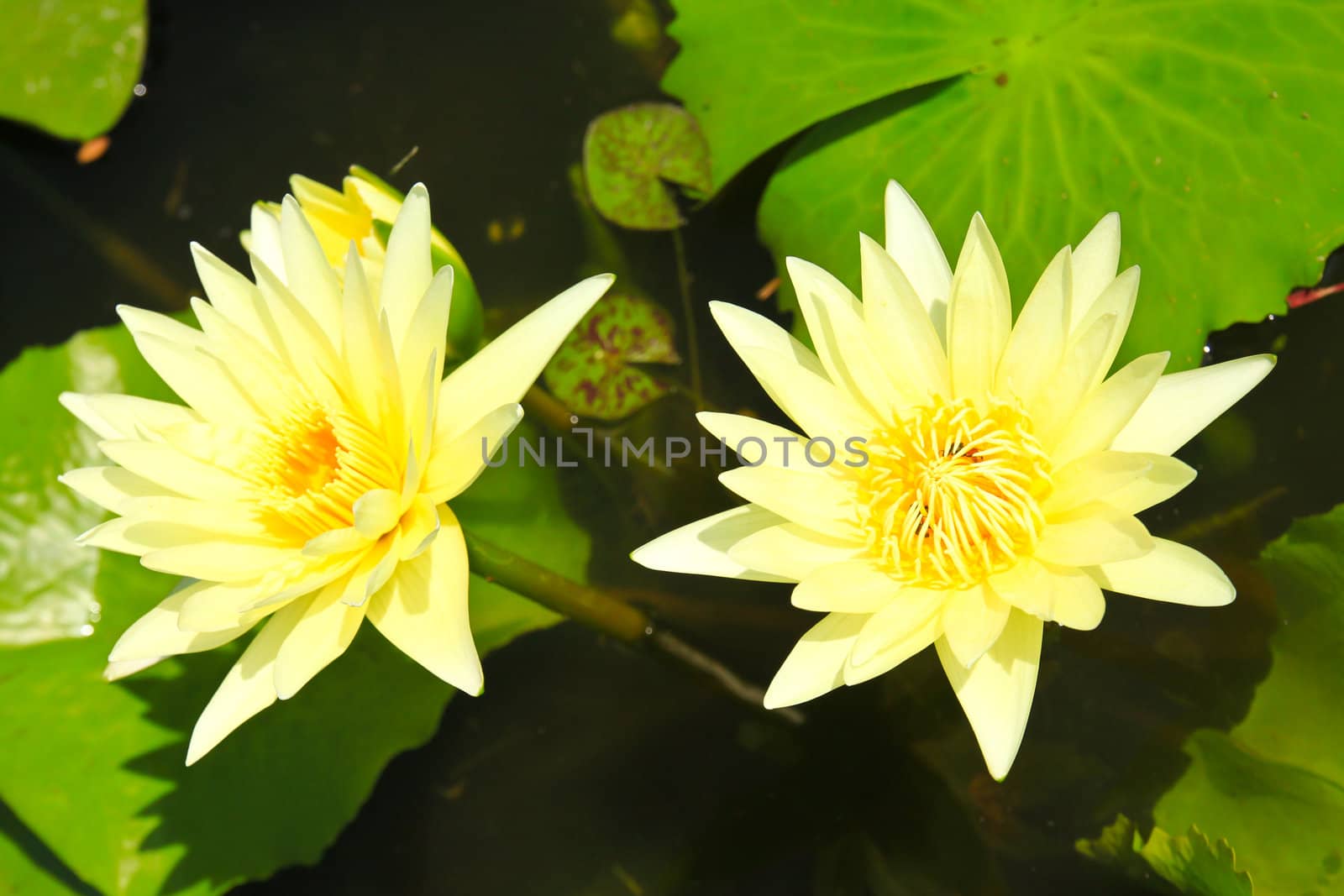 blossom lotus flowers in pond by nuchylee