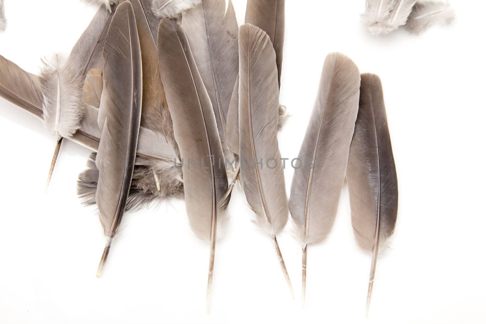 feathers on a white background by schankz