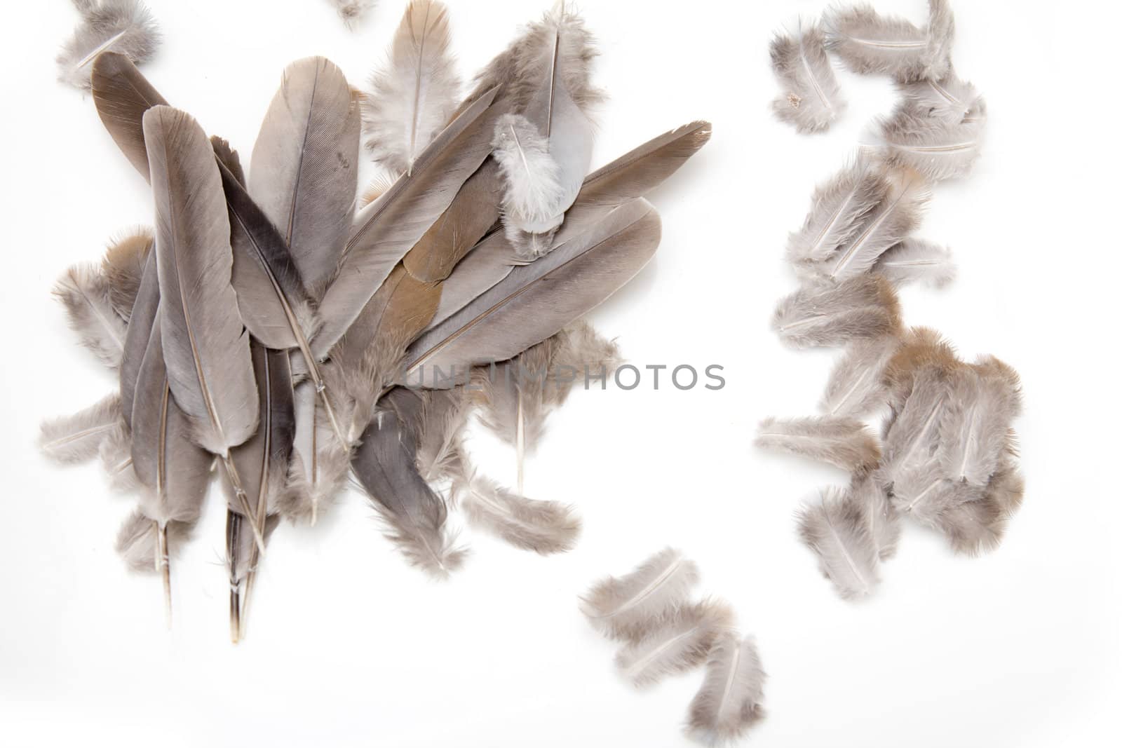 feathers on a white background by schankz