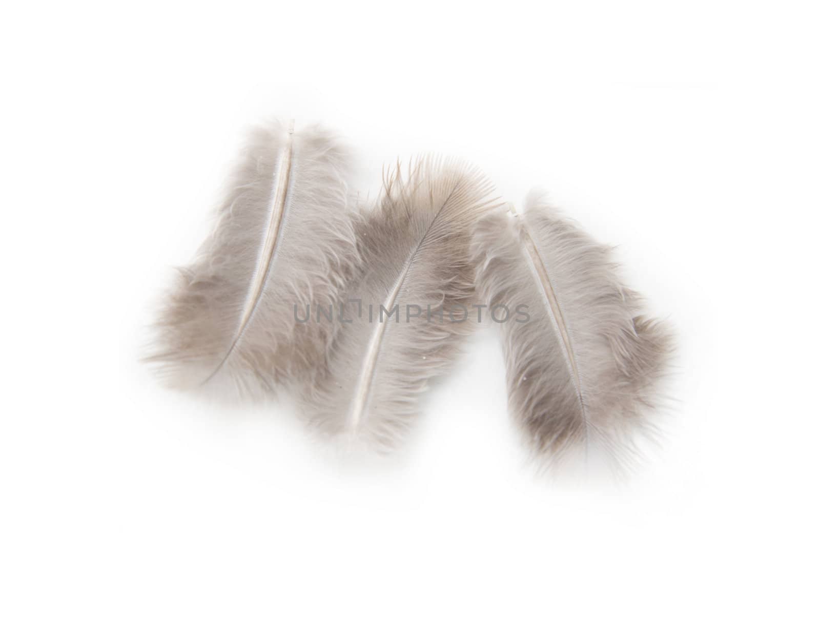 feathers on a white background by schankz