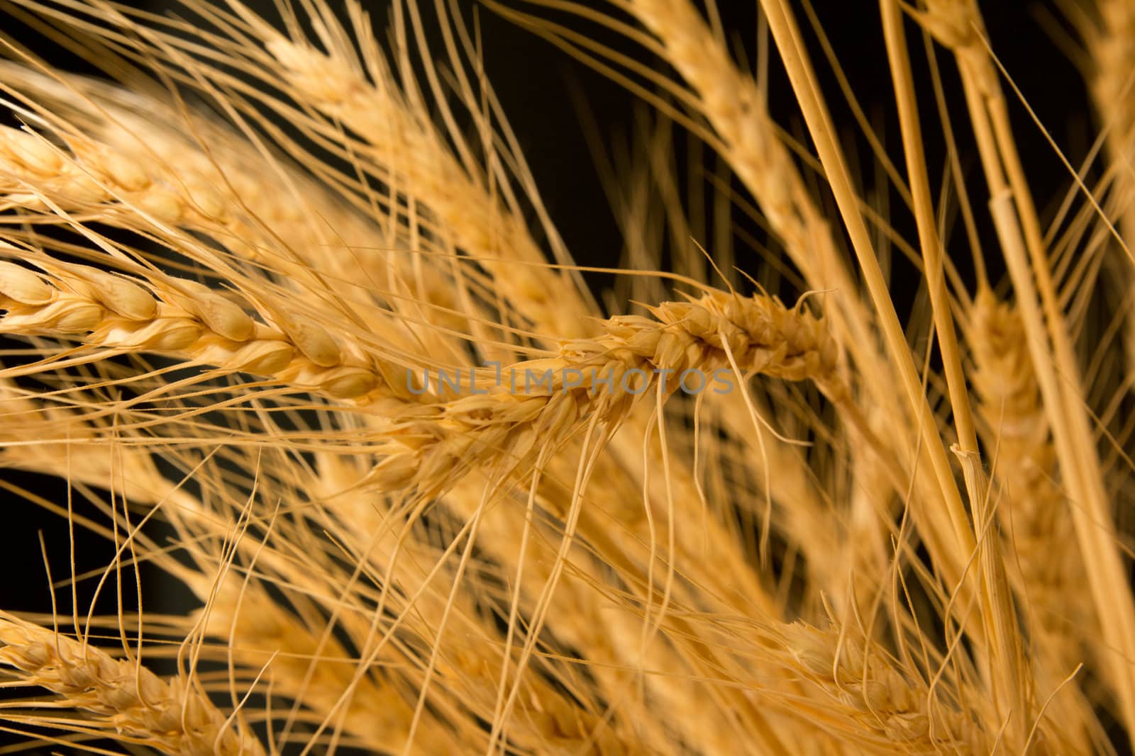 ears of ripe wheat on a black background  by schankz