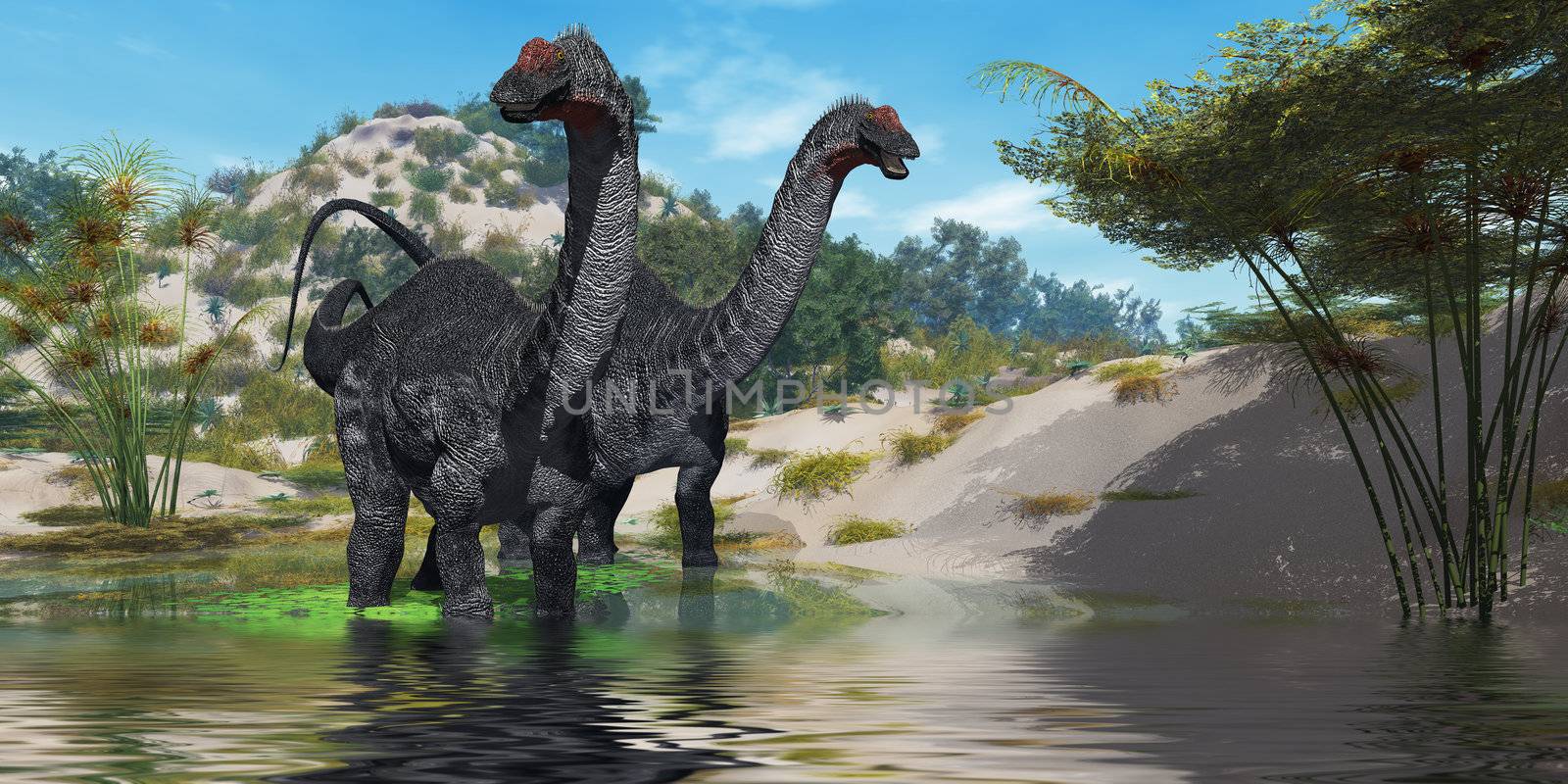 Two Apatasaurus dinosaur wade through a lush pond looking for plants to eat.