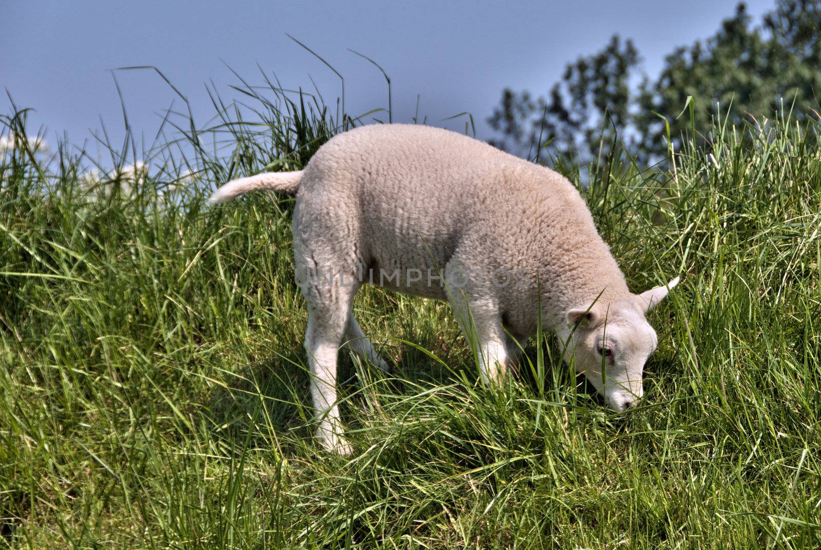 lamb eating green grass in spring