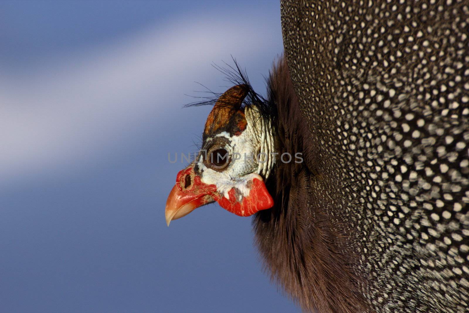 this is a guinea hen witch I found in a parc of animals