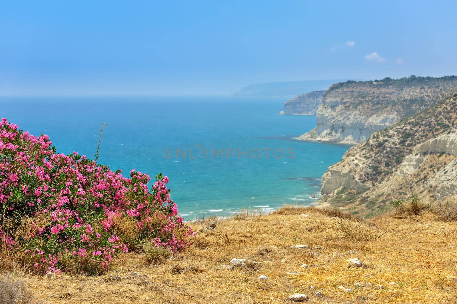 Flower bush on sea coast by mahout