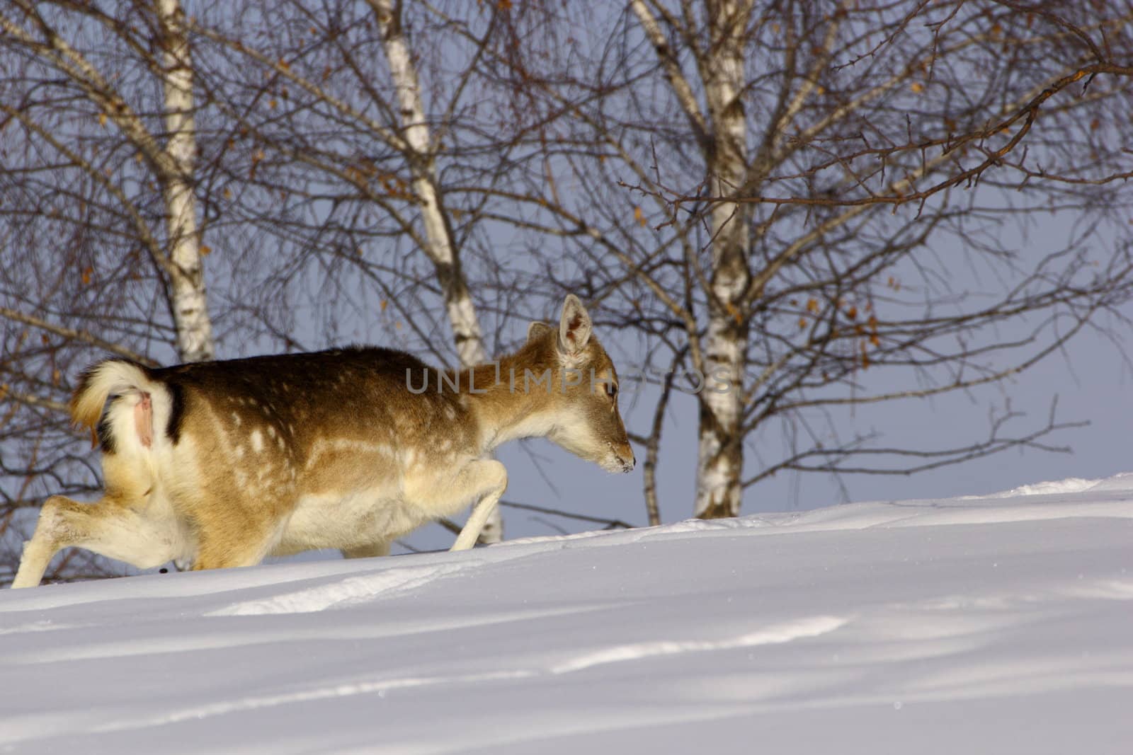 fallow deer doe in winter by taviphoto