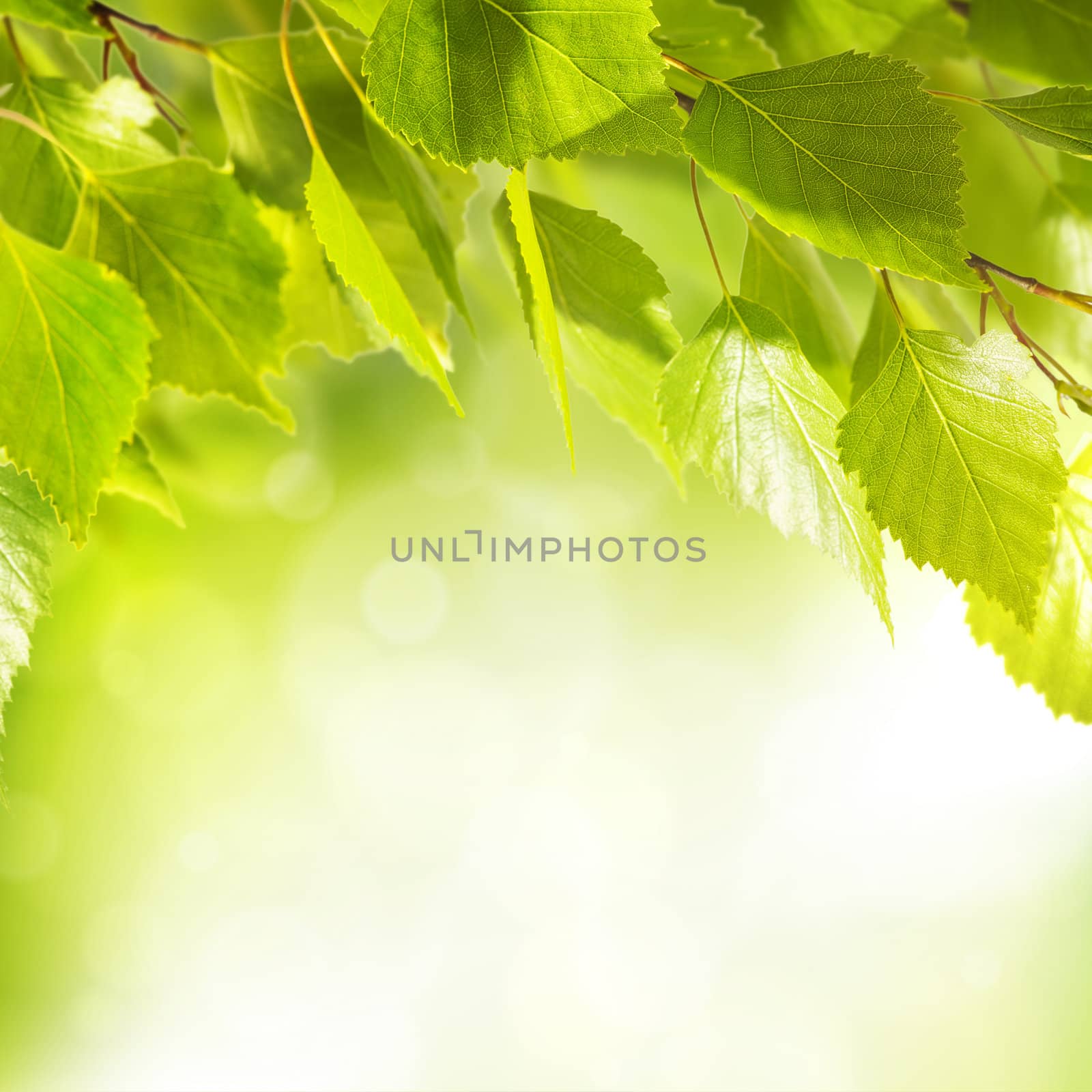 background with fresh green leaves