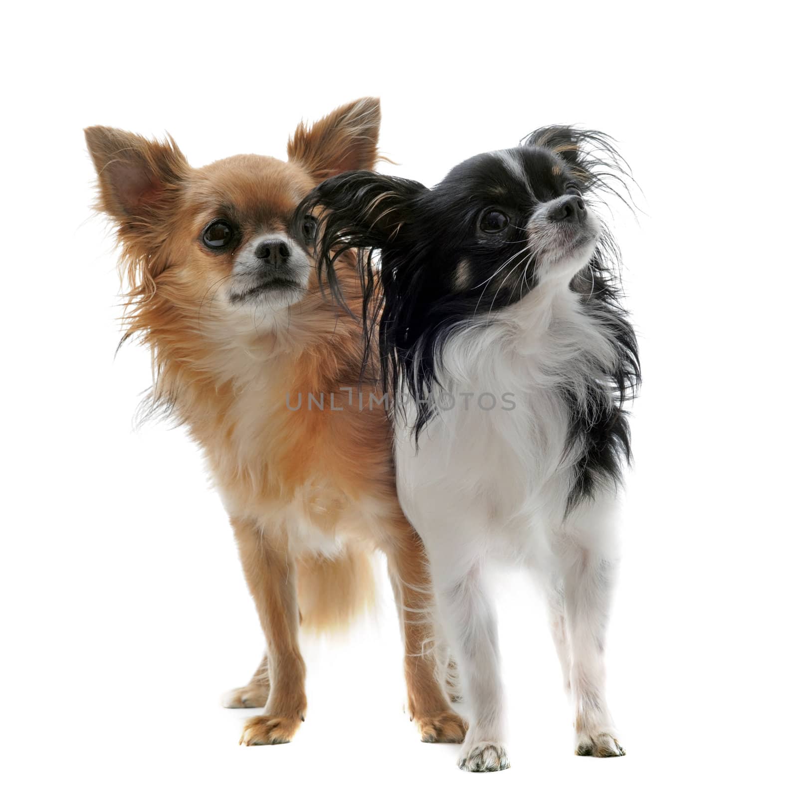 portrait of two  cute purebred  chihuahuas in front of white background