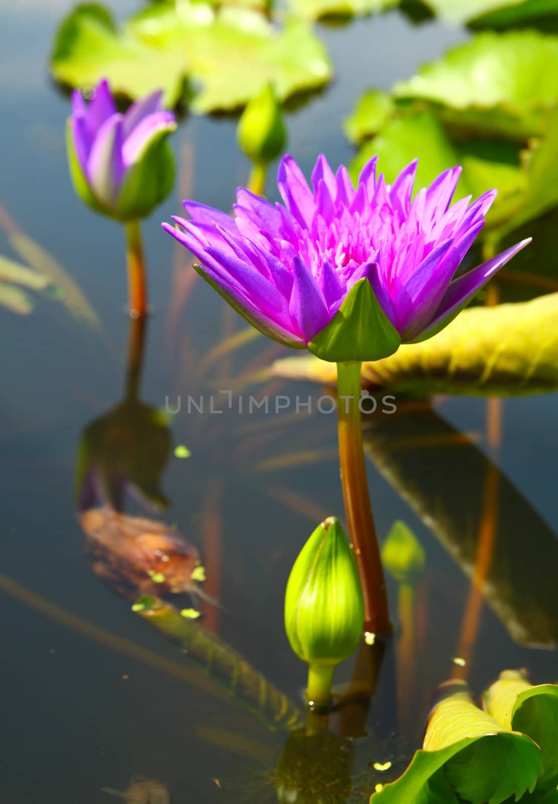 blossom lotus flowers in pond