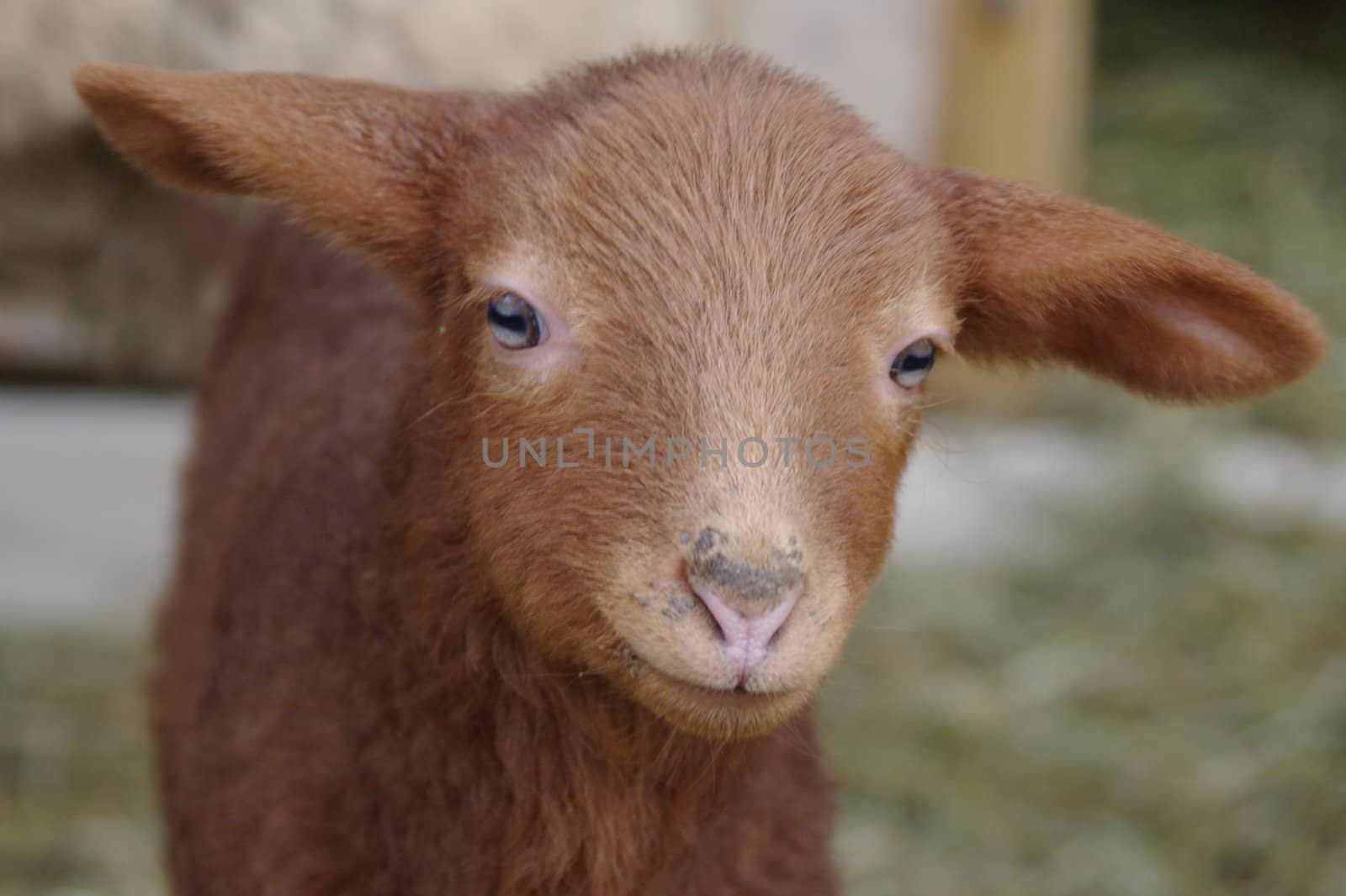 a brown lamb against a blurred background.....