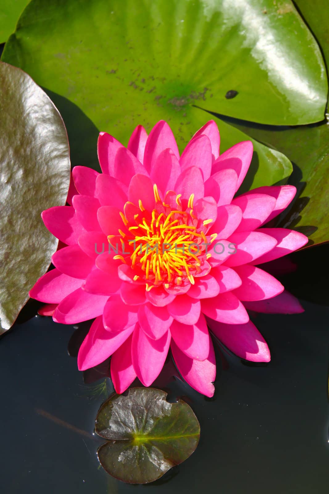 Beautiful blossom lotus flower in pond by nuchylee