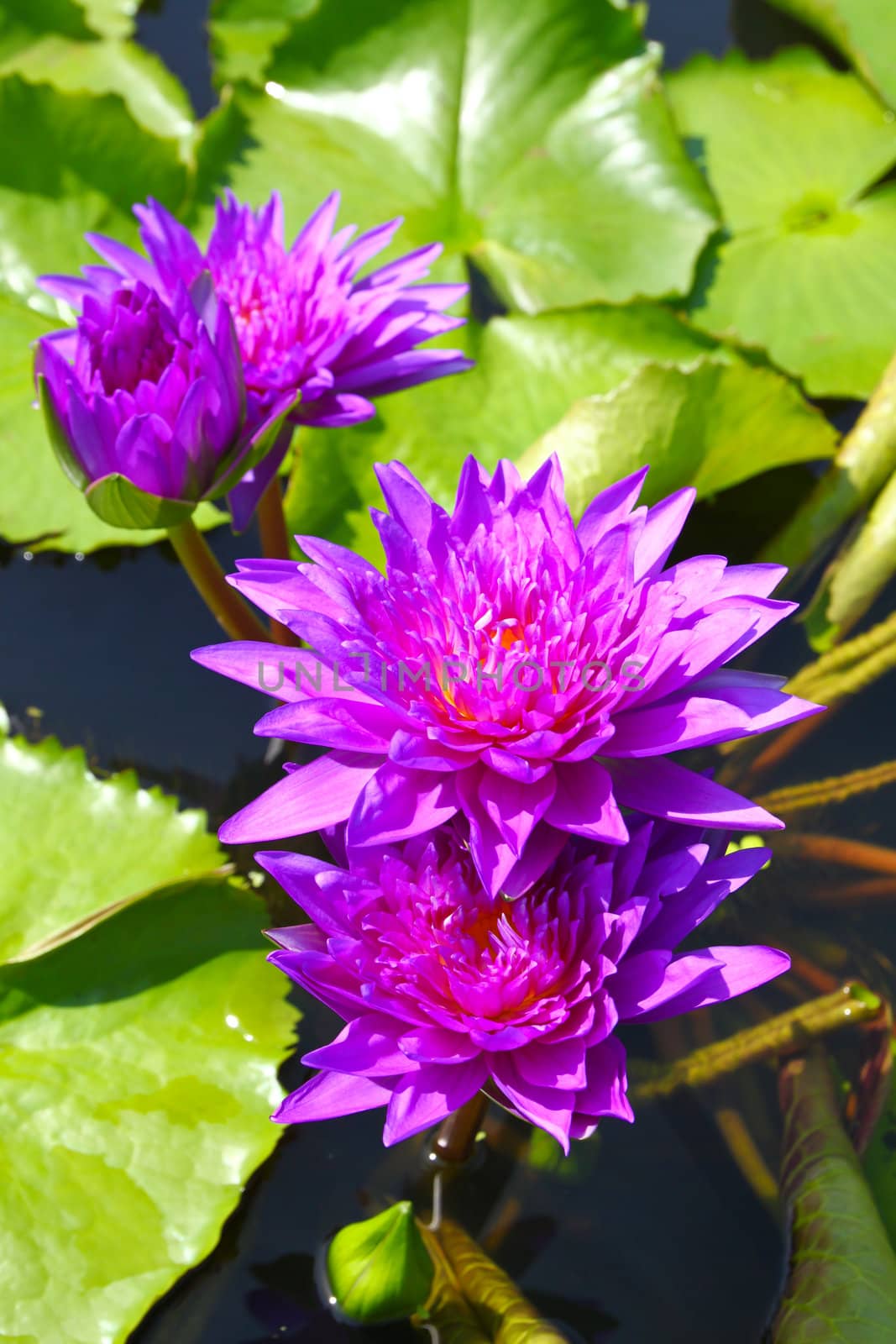blossom lotus flowers in pond