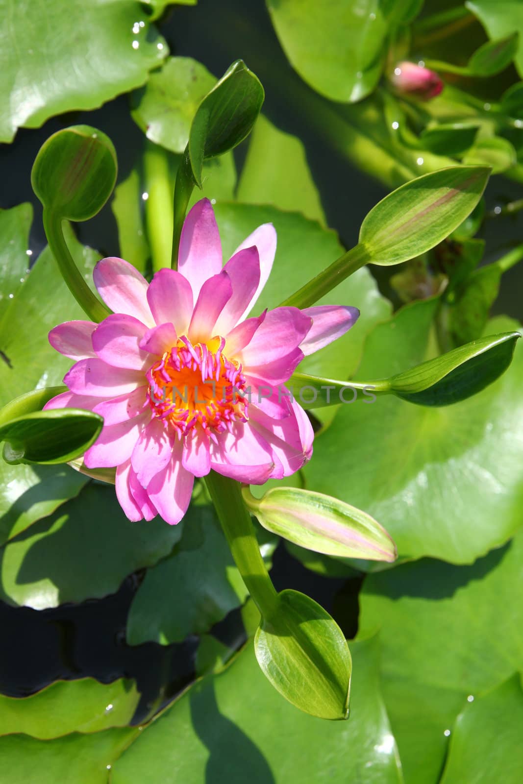 blossom lotus flower in pond