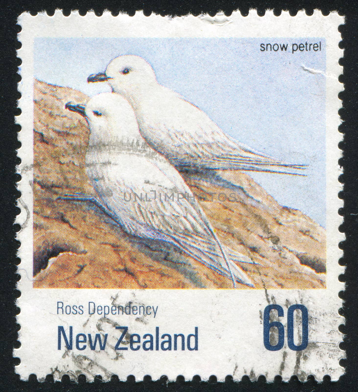 NEW ZEALAND — CIRCA 1990: stamp printed by New Zealand, shows snow petrel, circa 1990