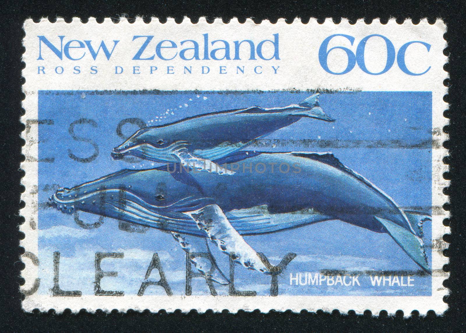 NEW ZEALAND — CIRCA 1988: stamp printed by New Zealand, shows whale Humpback, circa 1988