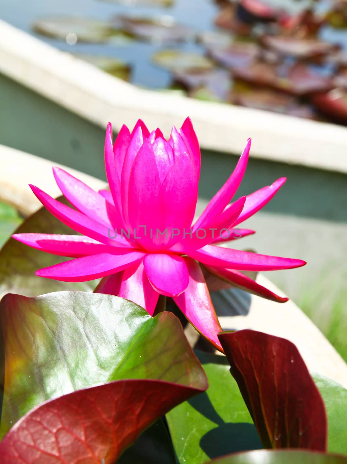 blossom lotus flower  by nuchylee