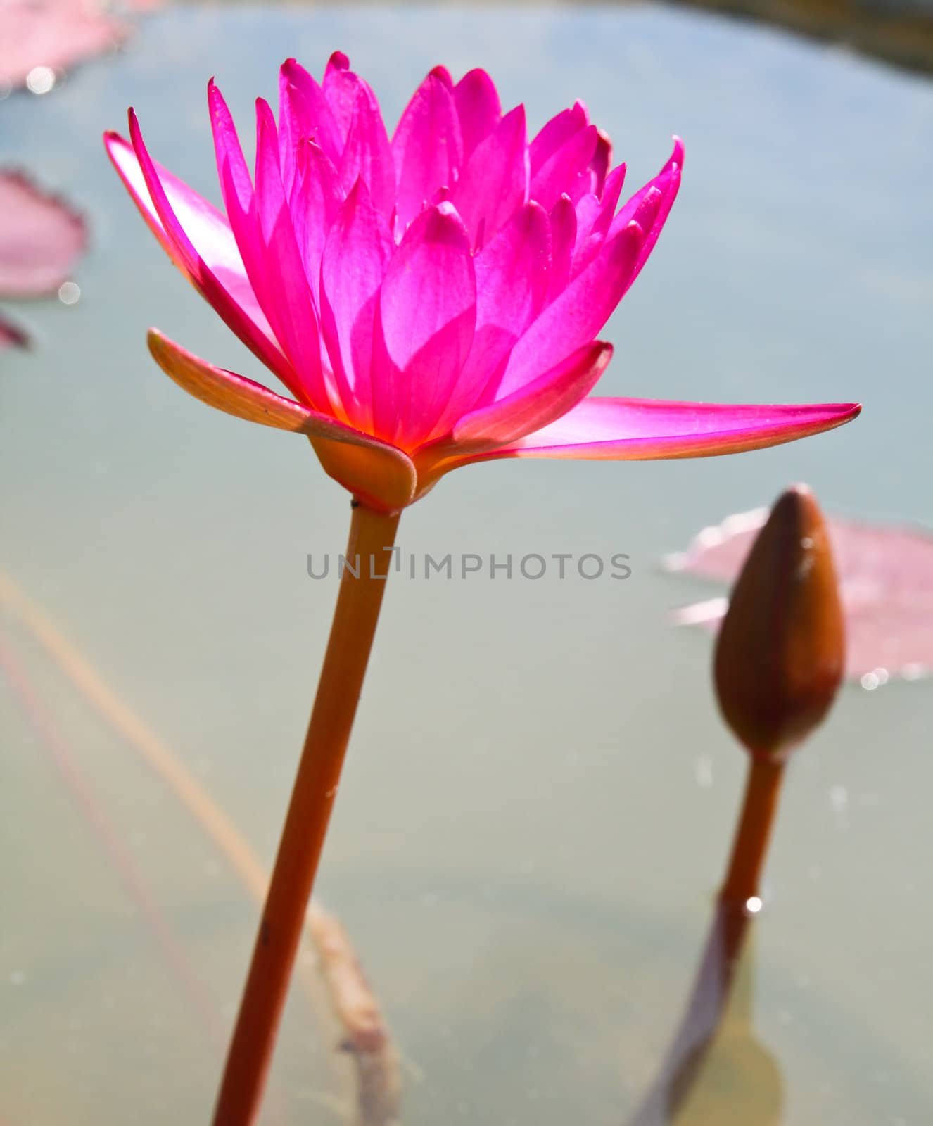 blossom lotus flowers in pond by nuchylee