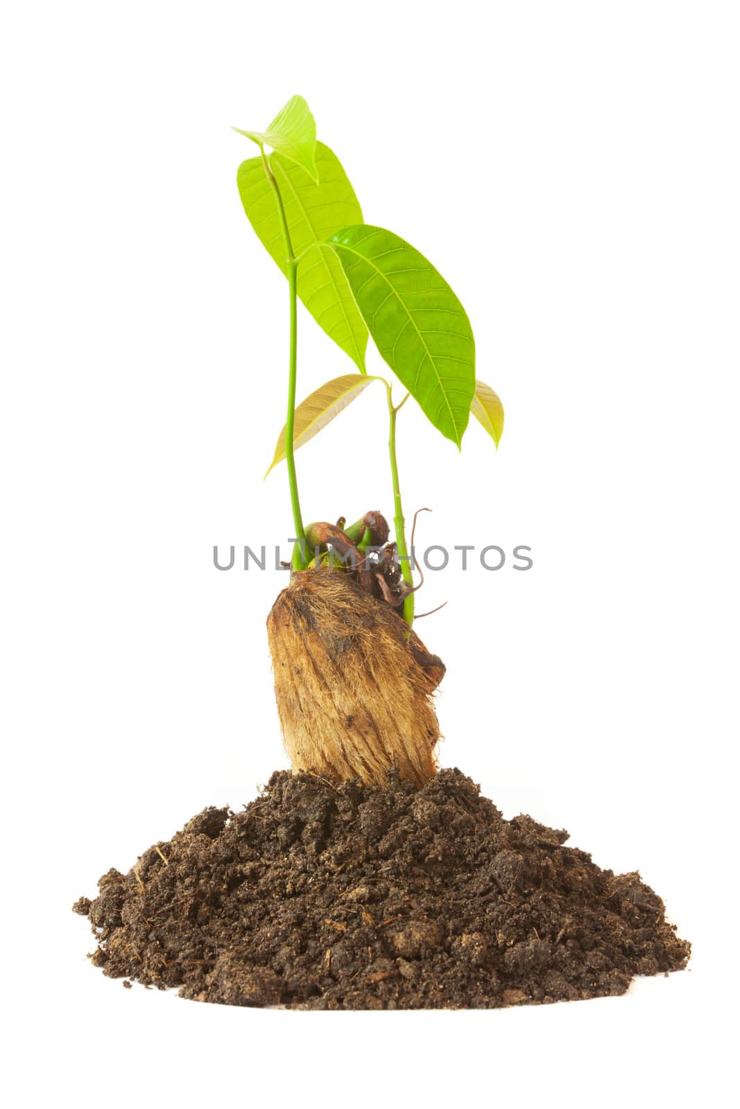 Growing green plant isolated on white background