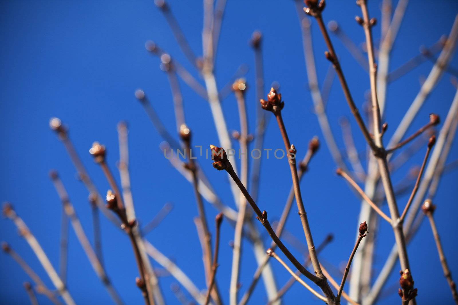 Early spring swollen buds on the branches of a tree against a blue sky