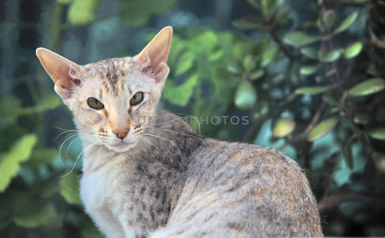 Whiskered eared green-eyed cat looking at the camera