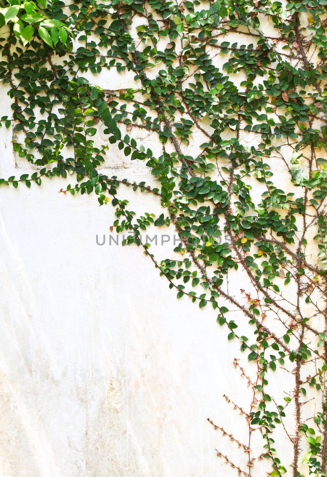 green creeper plant on white wall  by nuchylee