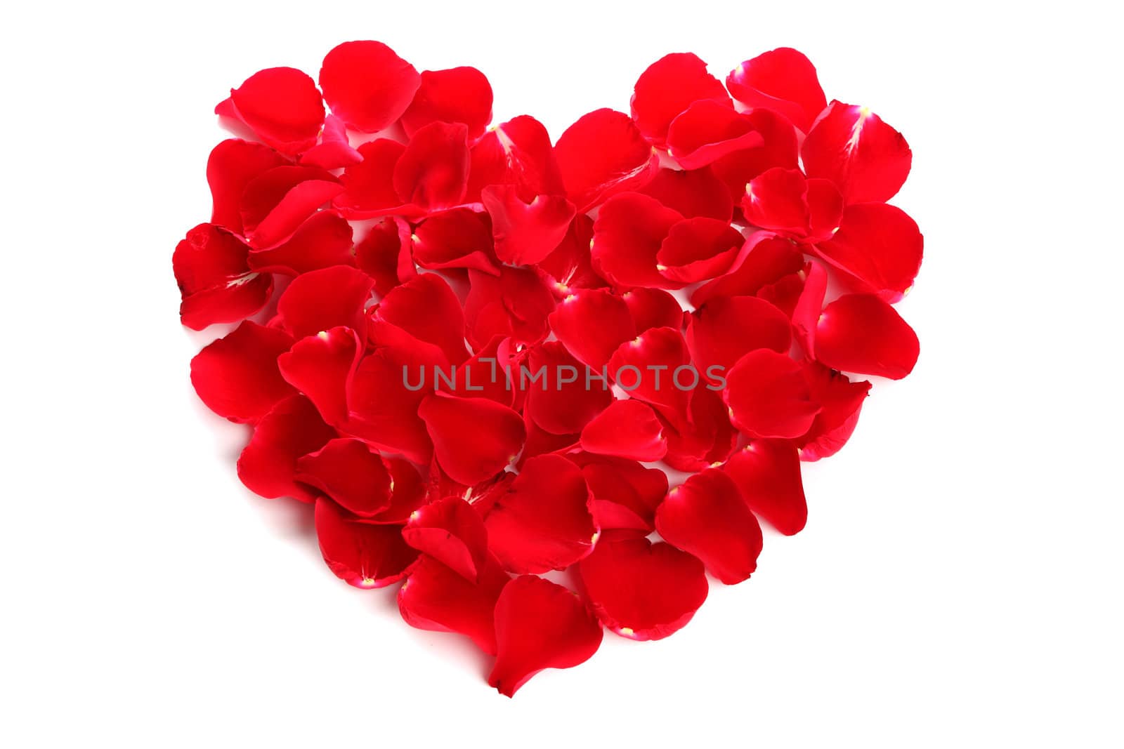 Beautiful heart of red rose petals on white background