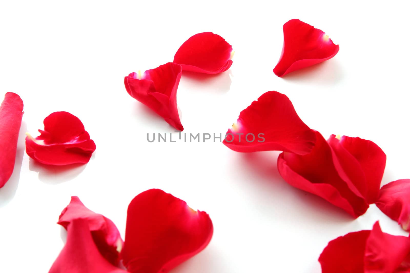 Petals of a rose on a white background.