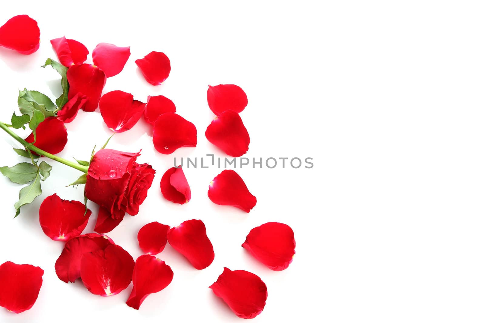 Red Rose & Petals with blank copy space on white