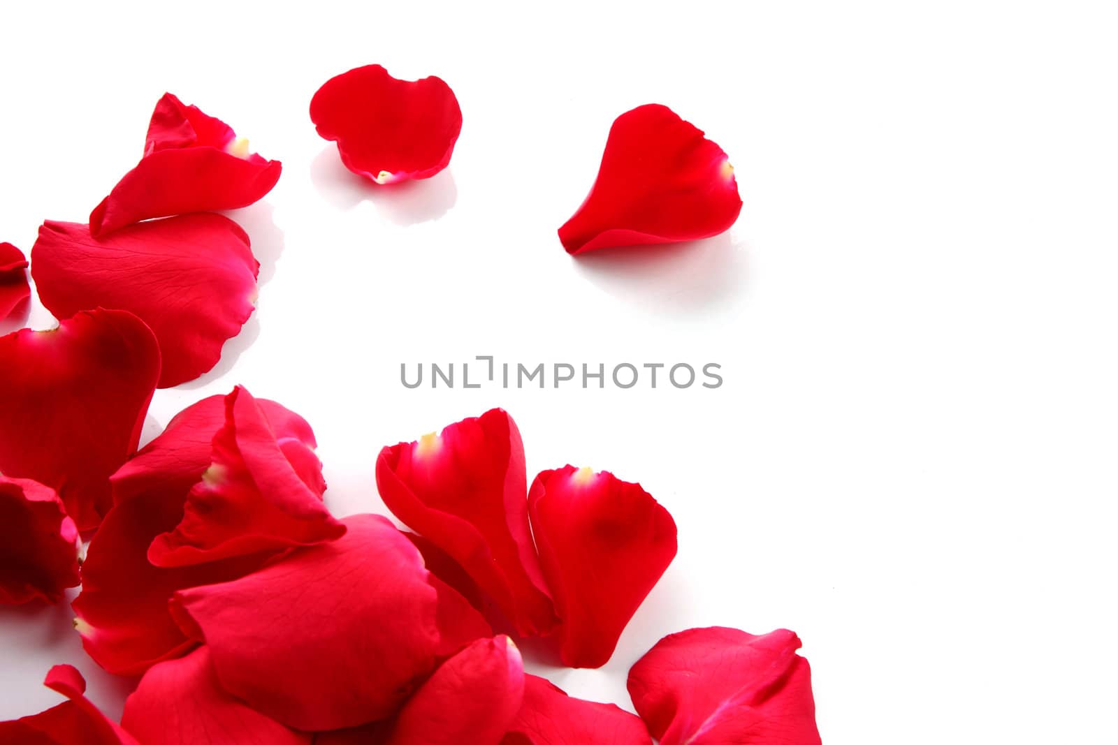 Petals of a rose on a white background.