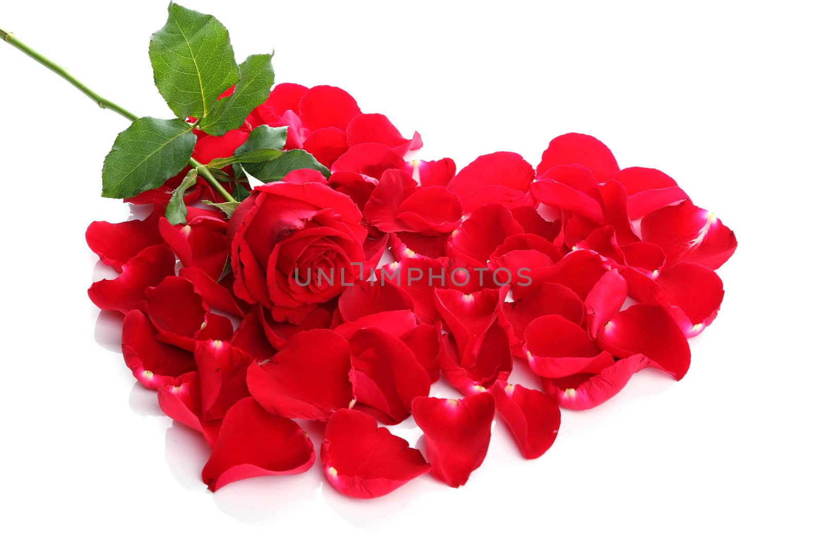 Beautiful heart of red rose petals on white background