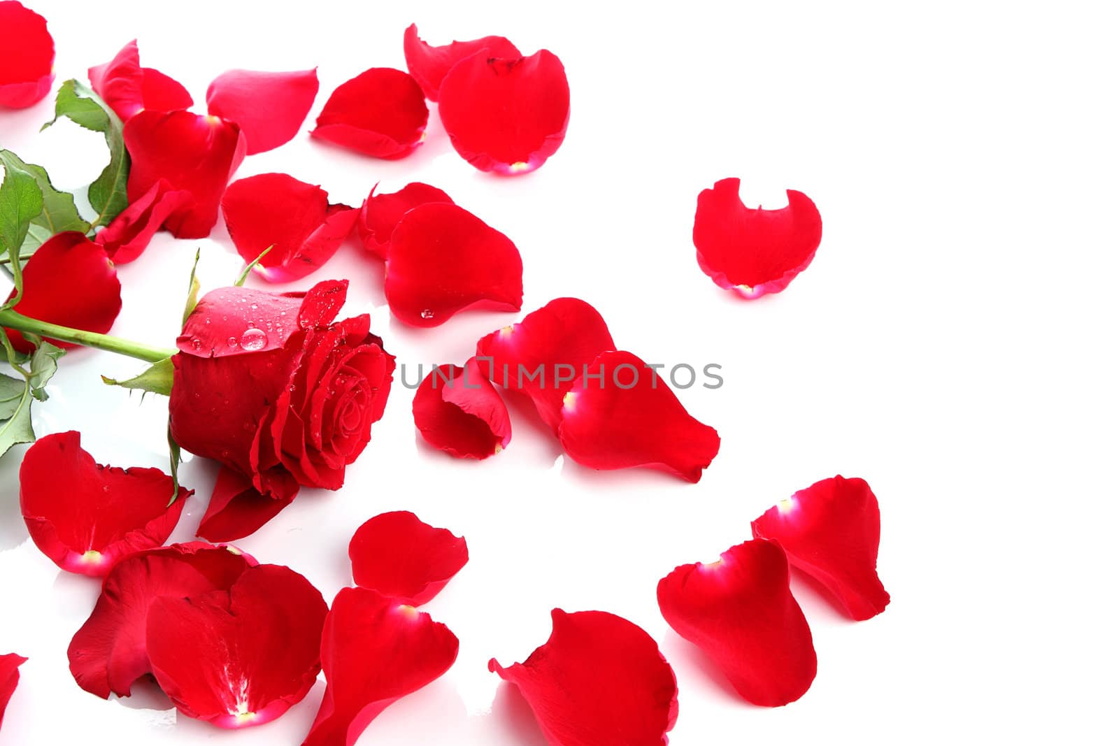 Red Rose & Petals by posterize