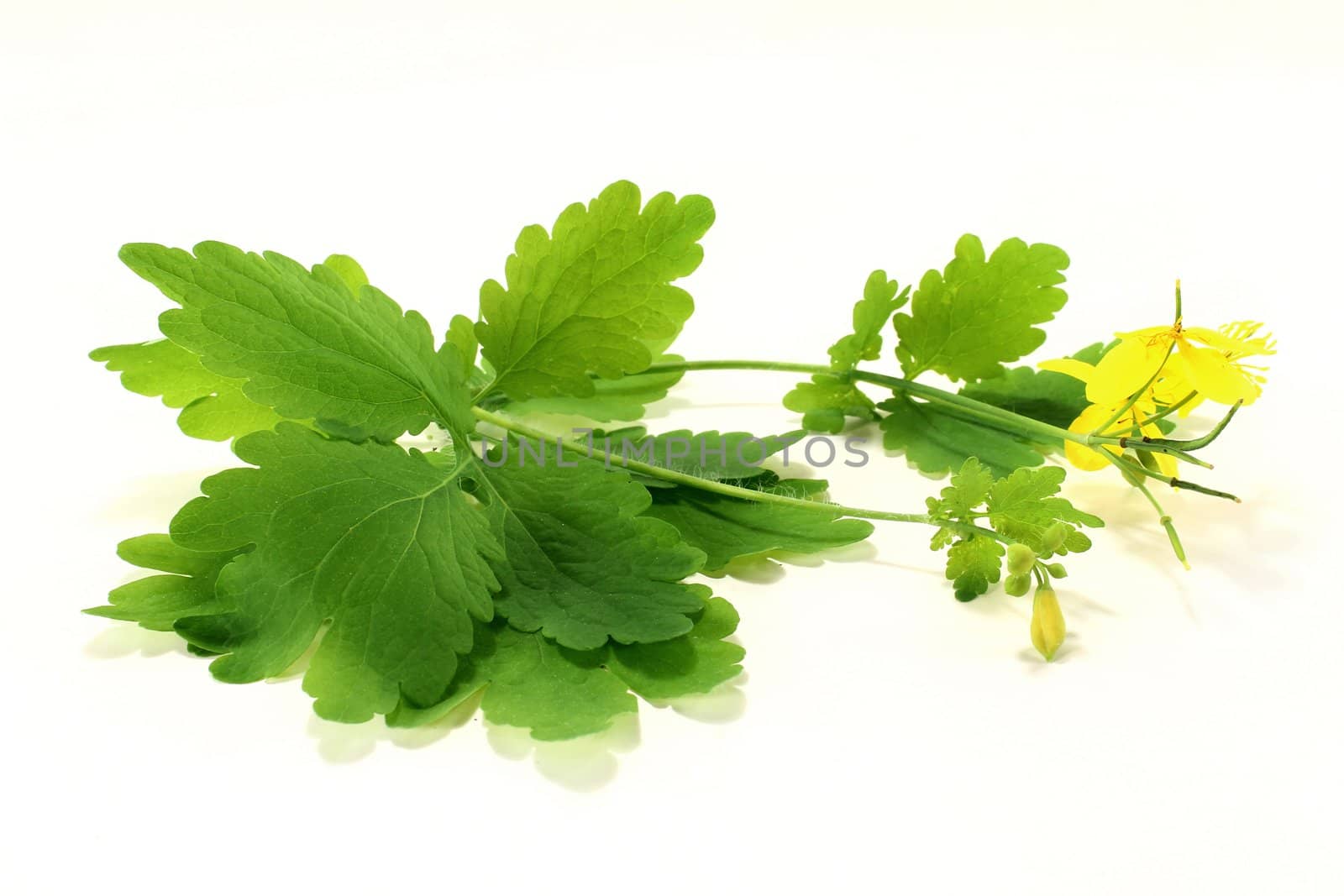 a stem celandine on a bright background