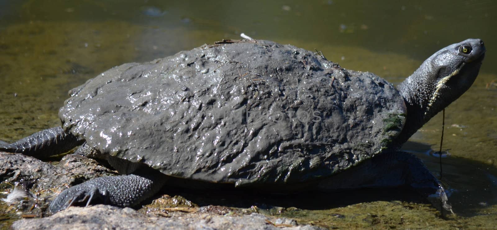 Muddy turtle resting on a rock in a pond