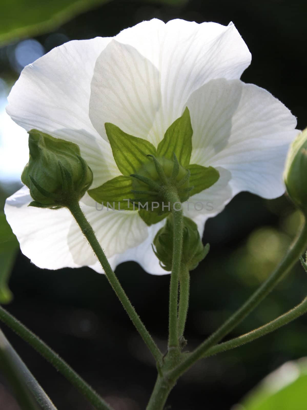 Large White Flower by KirbyWalkerPhotos