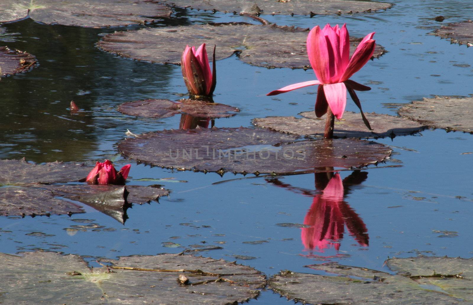 Pink lotus flower on a pond  with reflections